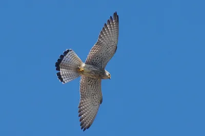 Степная пустельга (Falco naumanni). Птицы Европейской России.