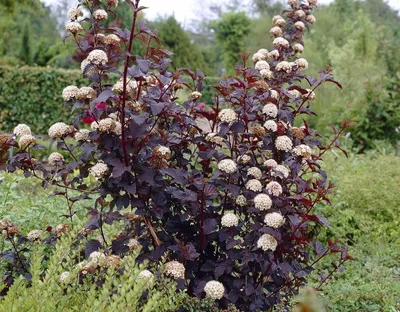 Купить Пузыреплодник Диабло ДиОрPhysocarpus opulifolius Diabolo D'or - в  питомнике Флорини