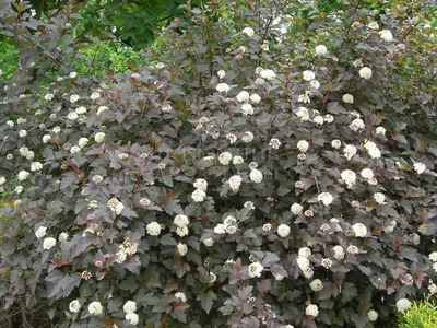 Пузыреплодник калинолистный \"Диабло\" (Physocarpus opulifolius \"Diablo\")