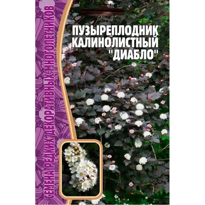 Пузыреплодник калинолистный Диаболо Physocarpus opulifolius Diabolo -  купить декоративные и хвойные растения с доставкой по Украине в магазине  Добродар