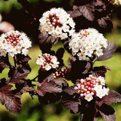 Пузыреплодник калинолистный Диабло (Physocarpus opulifolius Diablo Dor)