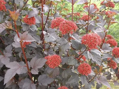 Пузыреплодник калинолистный Диабло (Physocarpus opulifolius Diablo), цена в  Оренбурге от компании ЭКО ФЕРМА C/C ПРИГОРОДНЫЙ