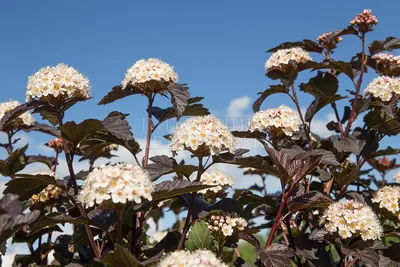 Купить Пузыреплодник Лютеус Physocarpus opulifolius Luteus - в питомнике  Флорини