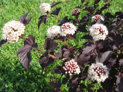 Пузыреплодник калинолистный (Physocarpus opulifolius) «Diabolo» -  «Дьявольски красив и чертовски привлекателен этот Диаболо!» | отзывы