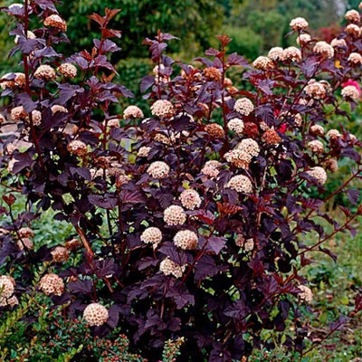 Пузыреплодник калинолистный ''Red Baron' (Physocaprus opulifolius 'Red  Baron') - Diamond Garden