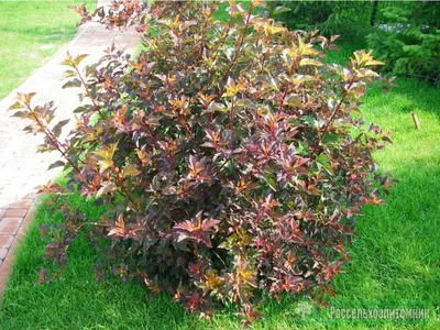 Пузыреплодник калинолистный Ред Барон (Physocarpus opulifolius Red Baron )