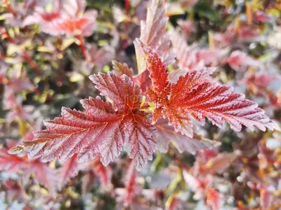 Купить Пузыреплодник Диабло ДиОрPhysocarpus opulifolius Diabolo D'or - в  питомнике Флорини