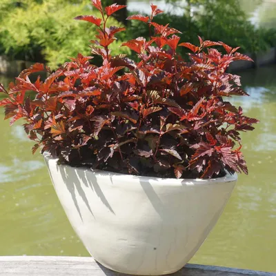 Пузыреплодник калинолистный Леди ин Ред Physocarpus opulifolius Lady in Red  - купить декоративные и хвойные растения с доставкой по Украине в магазине  Добродар