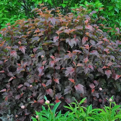 Physocarpus opulifolius 'Schuch', Пузыреплодник калинолистный 'Шух '|landshaft.info