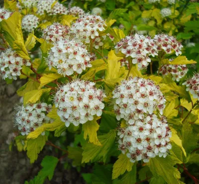 Желтый (золотистый) пузыреплодник: описание, фото, посадка и уход