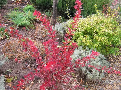 Пузыреплодник калинолистный (Physocarpus opulifolius) «Diabolo» -  «Дьявольски красив и чертовски привлекателен этот Диаболо!» | отзывы