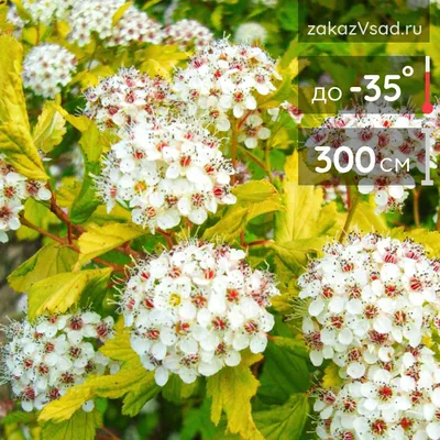 Пузыреплодник калинолистный Лютеус. (Physocarpus opulifolius Luteus) С3  купить в интернет-магазине ЦВІТСАД с доставкой по Украине