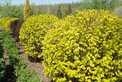 Пузыреплодник калинолистный Лютеус (Physocarpus opulifolius Luteus) |  \"Кедр\" Питомник растений в СПб