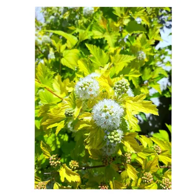 Physocarpus opulifolius 'Dart's Gold', Пузыреплодник калинолистный 'Дартс  Голд'|landshaft.info