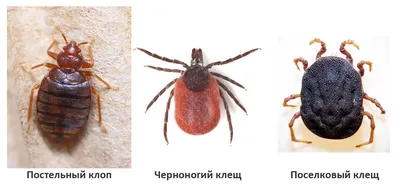 Самый противный тест-драйв: кто живёт у вас дома?