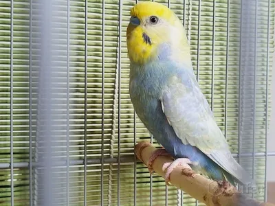 Радужные попугаи - красивые фото