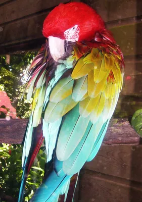 Фигура Радужный попугай - купить с доставкой в «Подарках от Михалыча» (арт.  AT2116602)