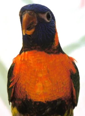 картинки : птица, животное, Зеленый, Красный, клюв, цвет, Синий, Красочный,  Рыжих, Фауна, Лорикет, ара, Позвоночный, Ара, Радужный попугай 1577x2242 -  - 655160 - красивые картинки - PxHere