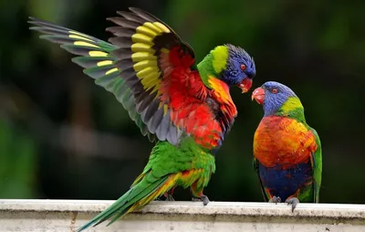 Маленький милый радужный попугай» — создано в Шедевруме