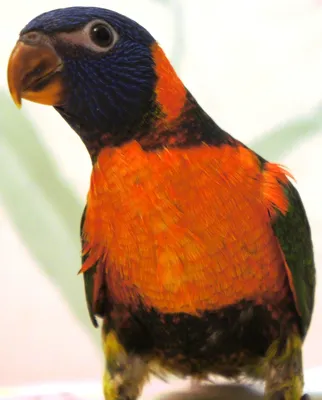Радужный попугай-лорикет в парке птиц куала-лумпур, малайзия | Премиум Фото