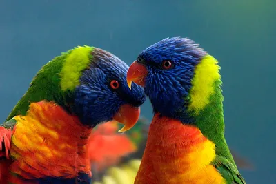 Радужный лорикет или многоцветный попугай | Блог зоомагазина Zootovary.com