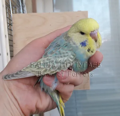 Радужный или многоцветный попугай Лорикет (Trichoglossus haematodus) -  выкормыш (ID#32815720), цена: 7000 ₴, купить на Prom.ua