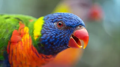Радужный попугай» — создано в Шедевруме