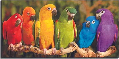 Радужный волнистый попугай - «Король среди волнистых попугаев. Редкий,  красивый, белая кость голубая кровь» | отзывы