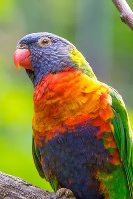https://ru.freepik.com/premium-photo/rainbow-parrot-a-colorful-digital-art-creation-generative-ai_46887278.htm