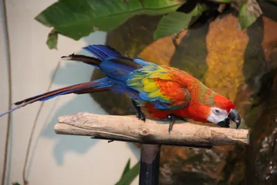 Радужный попугай | Попугай, Питомец