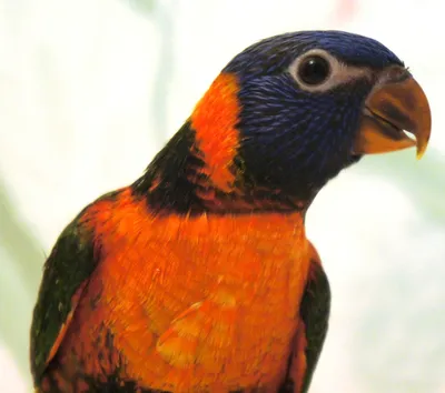 Редкие окрасы волнистых попугаев - 74 фото