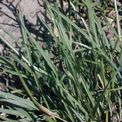 Райграс пастбищный для газона: фото и описание многолетней газонной травы,  её высота, преимущества и недостатки, особенности выращивания