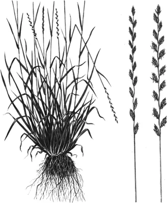 Файл:Gewoon struisgras Agrostis tenuis.jpg — Википедия
