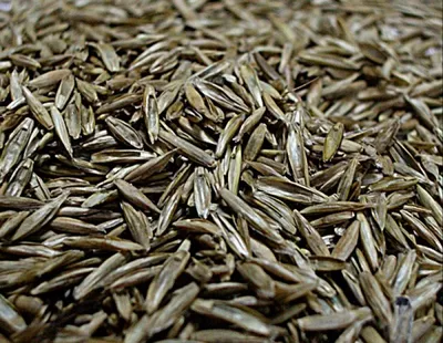 Семена Трава Райграс сенокосный, пастбищный, многолетний, от 1 кг на р ✔️  90 грн. ᐉ Семена газонных трав в Обухове на BON.ua 89669166