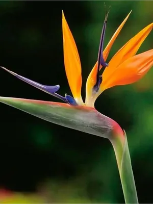 File:Цветок райской птицы - Стрелиция королевская.jpg - Wikimedia Commons