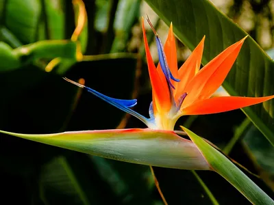 Райская Птица Цветок Цветы - Бесплатное фото на Pixabay - Pixabay