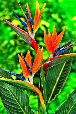 Цветок - райская птица стоковое изображение. изображение насчитывающей  светимость - 33452925