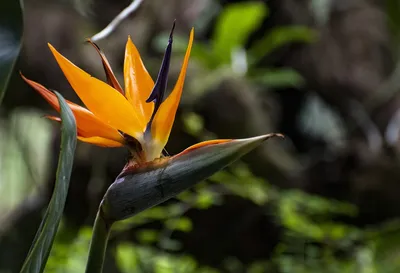 Красивая райская птица цветок и тропические листья на темном фоне ::  Стоковая фотография :: Pixel-Shot Studio