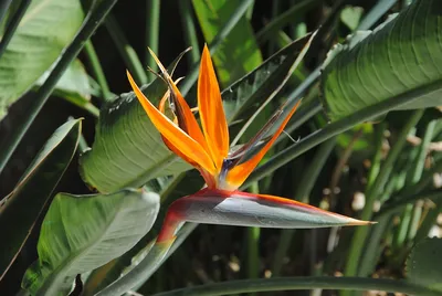 Искусственный цветок райская птица | AliExpress