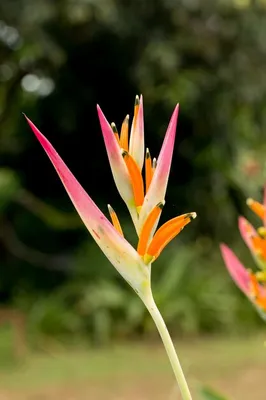 Цветок крана, райская птица, Reginae Strelitzia Стоковое Фото - изображение  насчитывающей цветки, черешки: 103366778