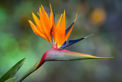 картинки : Райская птица, цветок, оранжевый, лист, ботаника, Стебель  растения, Хеликония, цветущее растение 4032x3024 - - 1504979 - красивые  картинки - PxHere