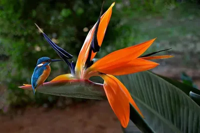 Цветок крана, райская птица, Reginae Strelitzia Стоковое Фото - изображение  насчитывающей кран, клюв: 103366760
