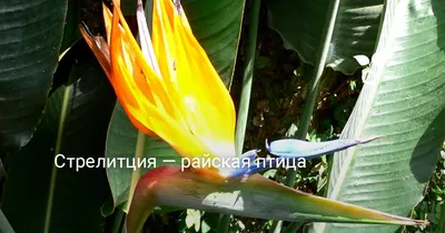 Райская Птица Цветок Тропический - Бесплатное фото на Pixabay - Pixabay