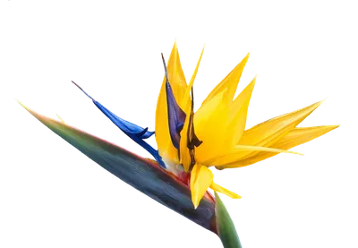 Цветущая райская птица, растение Стрелиця королевская стоковое фото  ©runLenarun 180771948