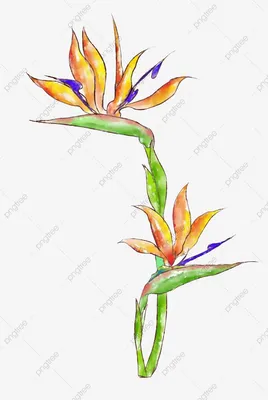 Экзотический Тропический Цветок Strelitzia Reginae Райская Птица  Изолированы Белом стоковое фото ©PantherMediaSeller 341730190