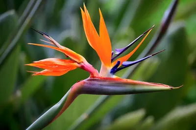 Стрелитция - цветок Райской птицы