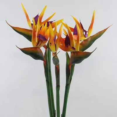 Strelitzia Reginae Райская птица цветок искусственное растение  искусственное дерево 66/155 см купить в Германии - kaufbei.tv