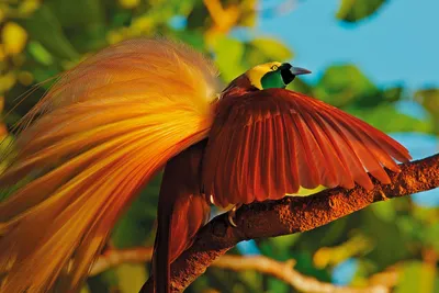 Красивые райские птицы - 71 фото