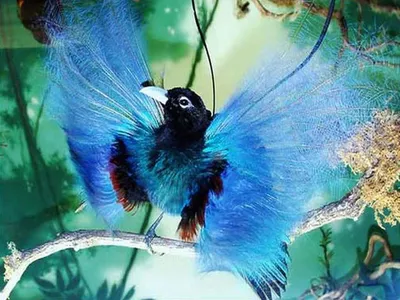 Райские птицы | Пикабу