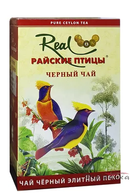 райские птицы во время весенних ухаживаний Стоковое Изображение -  изображение насчитывающей глаз, цвет: 221290301